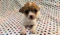 Tiana, a female Chihuahua for sale in Joplin, MO – 4 of 7