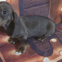 Little boy blue, a male Dachshund for sale in Joplin, MO – Photo 3 of 6
