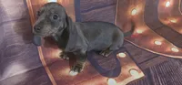 Little boy blue, a male Dachshund for sale in Joplin, MO – Photo 3 of 6