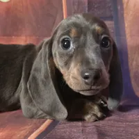 Little boy blue, a male Dachshund for sale in Joplin, MO – Photo 1 of 6