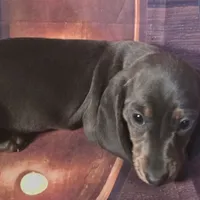 Little boy blue, a male Dachshund for sale in Joplin, MO – Photo 2 of 6