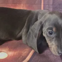 Little boy blue, a male Dachshund for sale in Joplin, MO – Photo 5 of 6