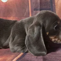Little boy blue, a male Dachshund for sale in Joplin, MO – Photo 6 of 6
