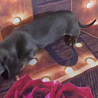 Little boy blue, a male Dachshund for sale in Joplin, MO – Photo 4 of 6