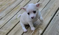 Dazia, a male Chihuahua for sale in Joplin, MO – 2 of 7