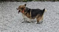 Hunter, a male Pembroke Welsh Corgi for sale in Joplin, MO – 2 of 3