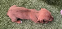 Koyka, a female Dachshund for sale in Joplin, MO – 3 of 6