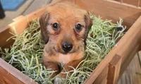Akiko, a female Dachshund for sale in Joplin, MO – 5 of 6