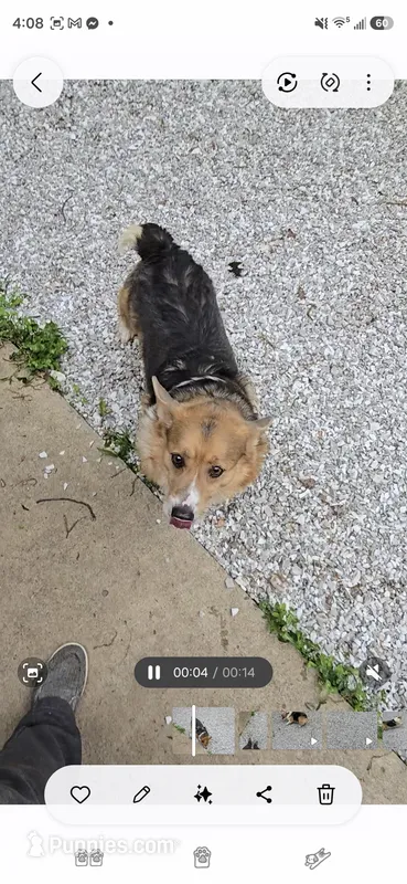 Hunter – Pembroke Welsh Corgi puppy for sale in Joplin, MO