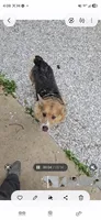 Hunter, a male Pembroke Welsh Corgi for sale in Joplin, MO – 1 of 3