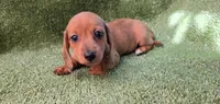 Koyka, a female Dachshund for sale in Joplin, MO – 5 of 6
