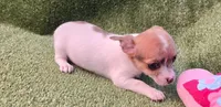 Tiana, a female Chihuahua for sale in Joplin, MO – 5 of 7