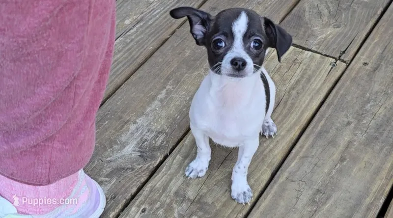 Tico – Chihuahua puppy for sale in Joplin, MO