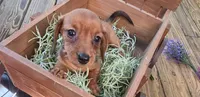 Lissie, a female Dachshund for sale in Joplin, MO – 1 of 5