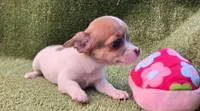 Tiana, a female Chihuahua for sale in Joplin, MO – 2 of 7