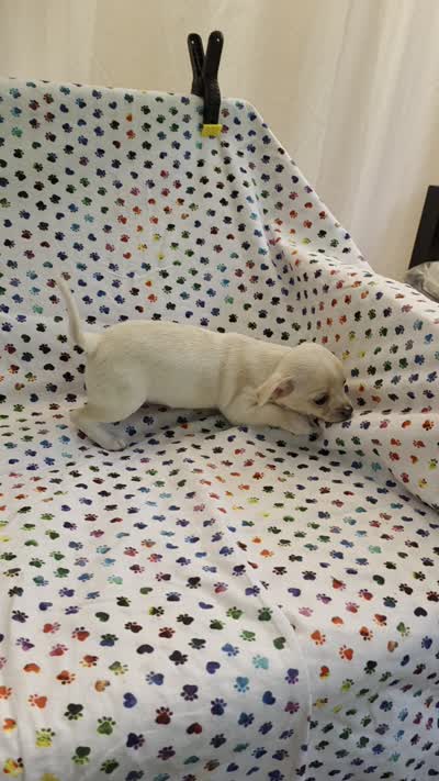 Ozaki, a female Chihuahua for sale in Joplin, MO – 6 of 6