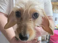 Akiko, a female Miniature Dachshund for sale in Joplin, MO – 2 of 5