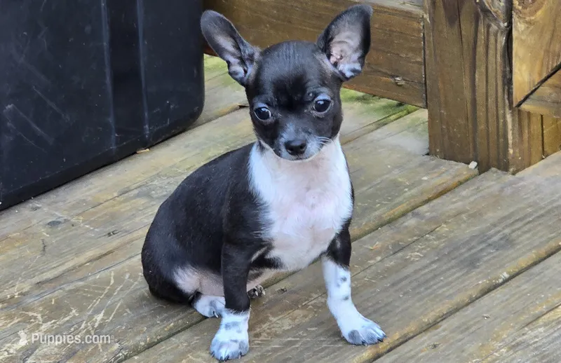 Taco – Chihuahua puppy for sale in Joplin, MO