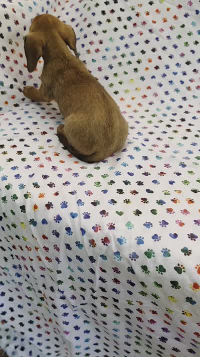 Lissie, a female Dachshund for sale in Joplin, MO – 5 of 5