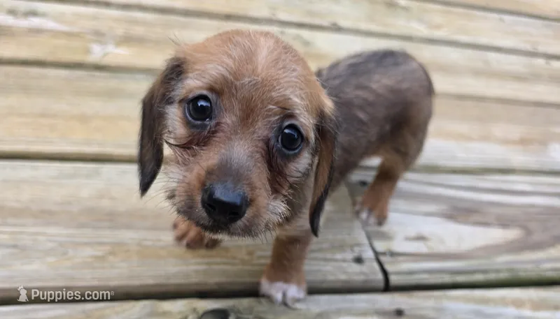 Akiko – Dachshund puppy for sale in Joplin, MO