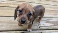 Akiko, a female Dachshund for sale in Joplin, MO – 1 of 6