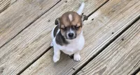Lola, a female Chihuahua for sale in Joplin, MO – 2 of 7