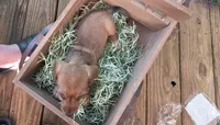 Lissie, a female Dachshund for sale in Joplin, MO – 3 of 5