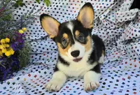 Dabi, a male Pembroke Welsh Corgi for sale in Joplin, MO – Photo 1 of 6