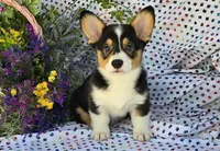 Dabi, a male Pembroke Welsh Corgi for sale in Joplin, MO – Photo 2 of 6