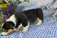 Dabi, a male Pembroke Welsh Corgi for sale in Joplin, MO – Photo 4 of 6