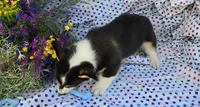 Dabi, a male Pembroke Welsh Corgi for sale in Joplin, MO – Photo 6 of 6
