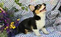 Dabi, a male Pembroke Welsh Corgi for sale in Joplin, MO – Photo 5 of 6