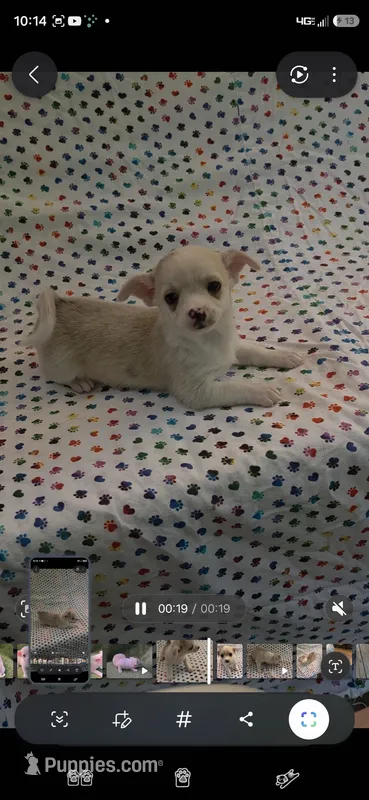 Dazia – Chihuahua puppy for sale in Joplin, MO