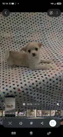 Dazia, a male Chihuahua for sale in Joplin, MO – 1 of 7