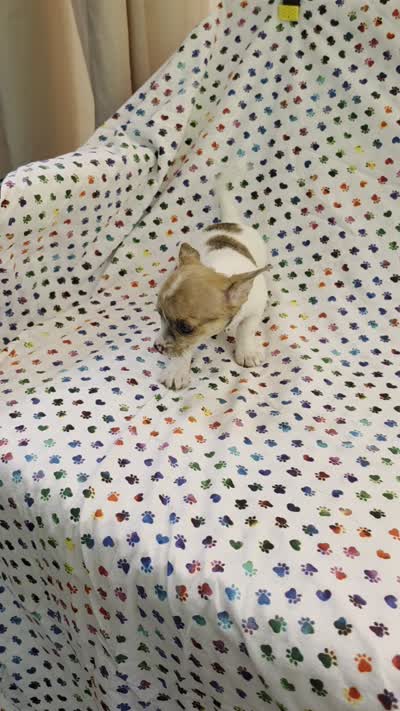 Tiana, a female Chihuahua for sale in Joplin, MO – 7 of 7