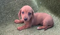 Koyka, a female Dachshund for sale in Joplin, MO – 4 of 6