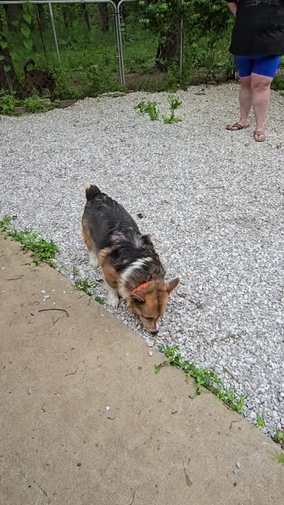 Hunter, a male Pembroke Welsh Corgi for sale in Joplin, MO – 3 of 3