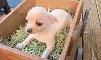 Ozaki, a female Chihuahua for sale in Joplin, MO – 3 of 6