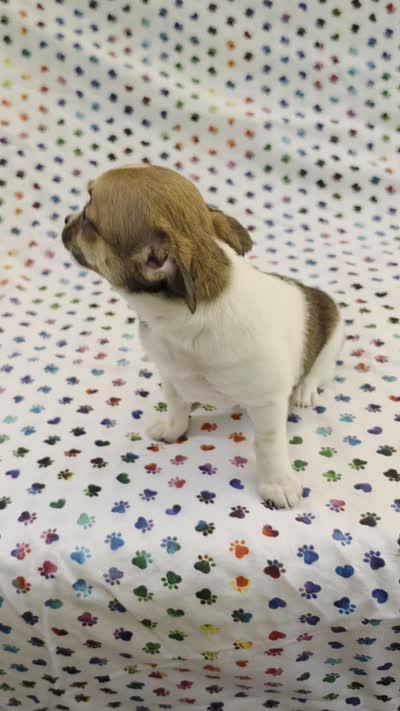 Lola, a female Chihuahua for sale in Joplin, MO – 7 of 7