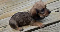 Mya, a female Dachshund for sale in Joplin, MO – 4 of 6