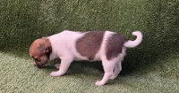 Lola, a female Chihuahua for sale in Joplin, MO – 4 of 7
