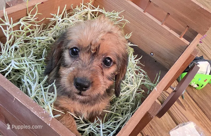Mya – Dachshund puppy for sale in Joplin, MO