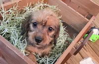 Mya, a female Dachshund for sale in Joplin, MO – 1 of 6