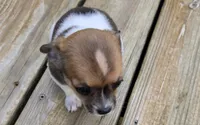 Lola, a female Chihuahua for sale in Joplin, MO – 5 of 7