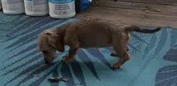 Akiko, a female Miniature Dachshund for sale in Joplin, MO – 4 of 5