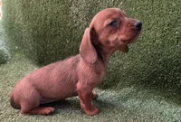 Lissie, a female Dachshund for sale in Joplin, MO – 4 of 5