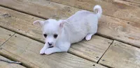 Dazia, a male Chihuahua for sale in Joplin, MO – 3 of 7