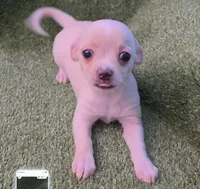 Ozaki, a female Chihuahua for sale in Joplin, MO – 7 of 10