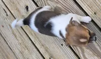 Lola, a female Chihuahua for sale in Joplin, MO – 3 of 7