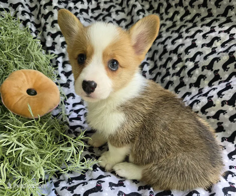 Piper, a female Pembroke Welsh Corgi for sale in Joplin, MO – Photo 1 of 5